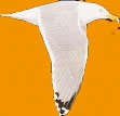 Avatar de Usuario